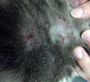 cat flea bites on humans treatment